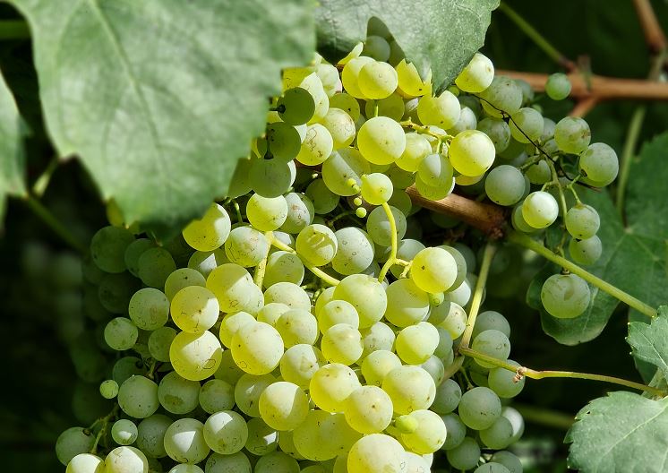Maturazione Uve 2024